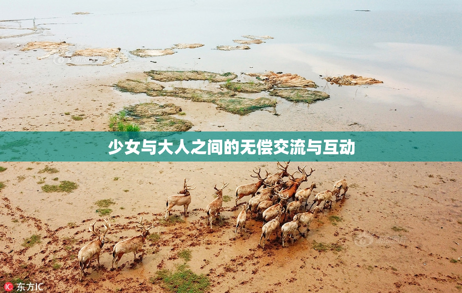 少女与大人之间的无偿交流与互动