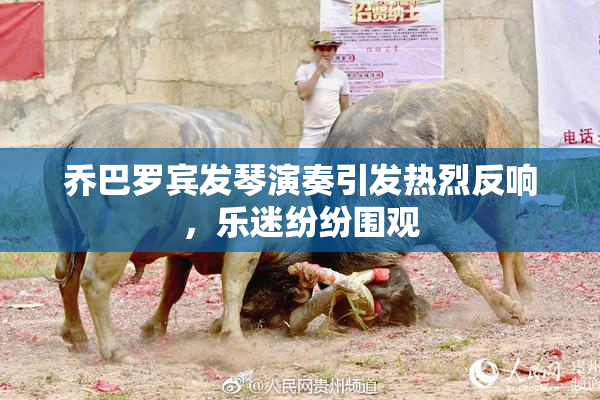 乔巴罗宾发琴演奏引发热烈反响，乐迷纷纷围观