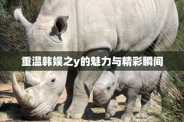 重温韩娱之y的魅力与精彩瞬间