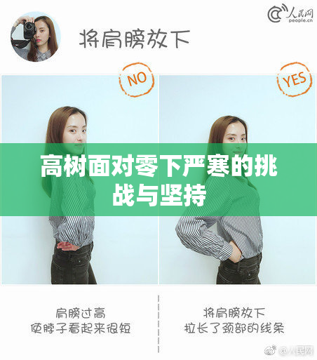 高树面对零下严寒的挑战与坚持