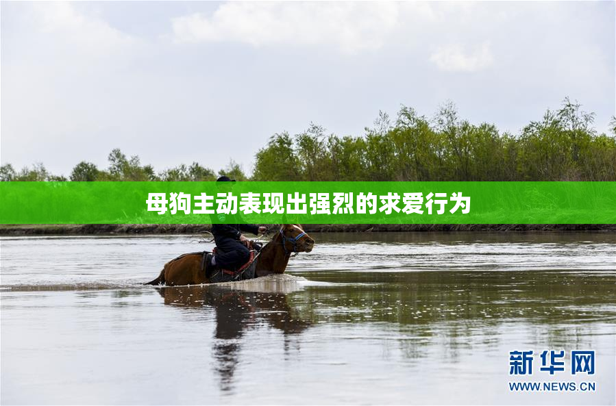 母狗主动表现出强烈的求爱行为