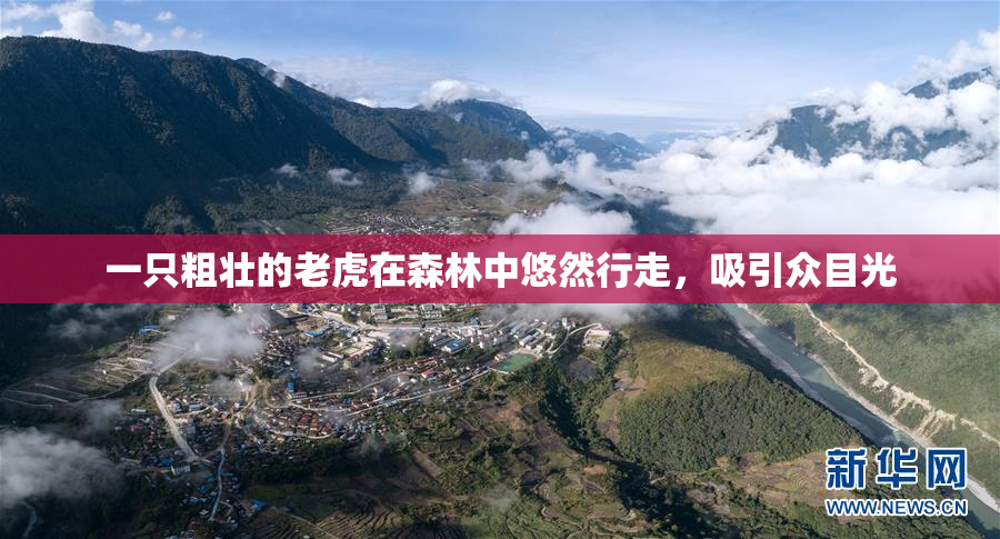 一只粗壮的老虎在森林中悠然行走，吸引众目光