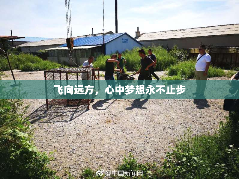 飞向远方，心中梦想永不止步