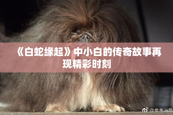 《白蛇缘起》中小白的传奇故事再现精彩时刻