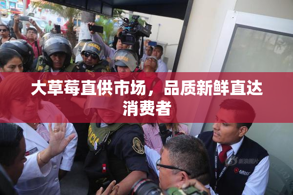 大草莓直供市场，品质新鲜直达消费者