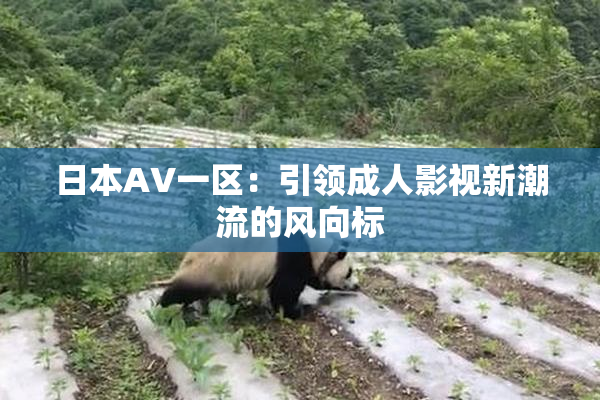 日本AV一区：引领成人影视新潮流的风向标