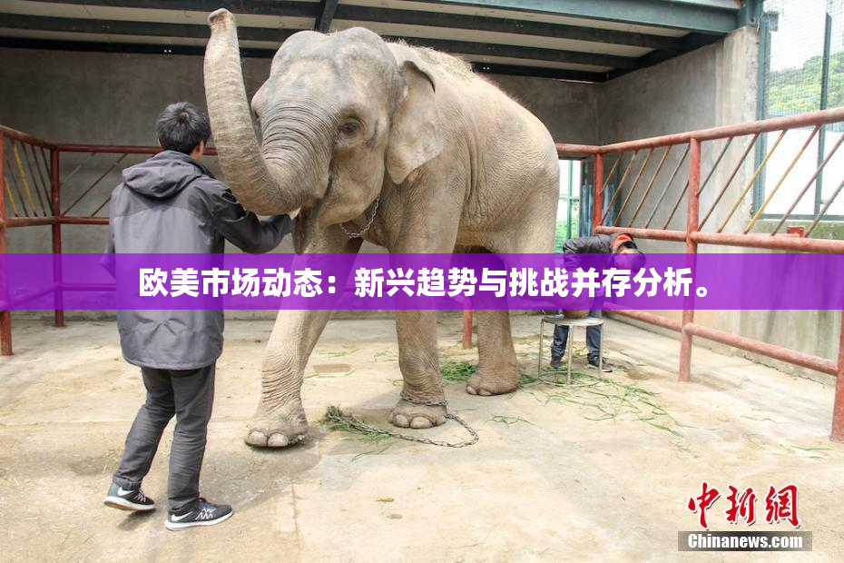 欧美市场动态：新兴趋势与挑战并存分析。