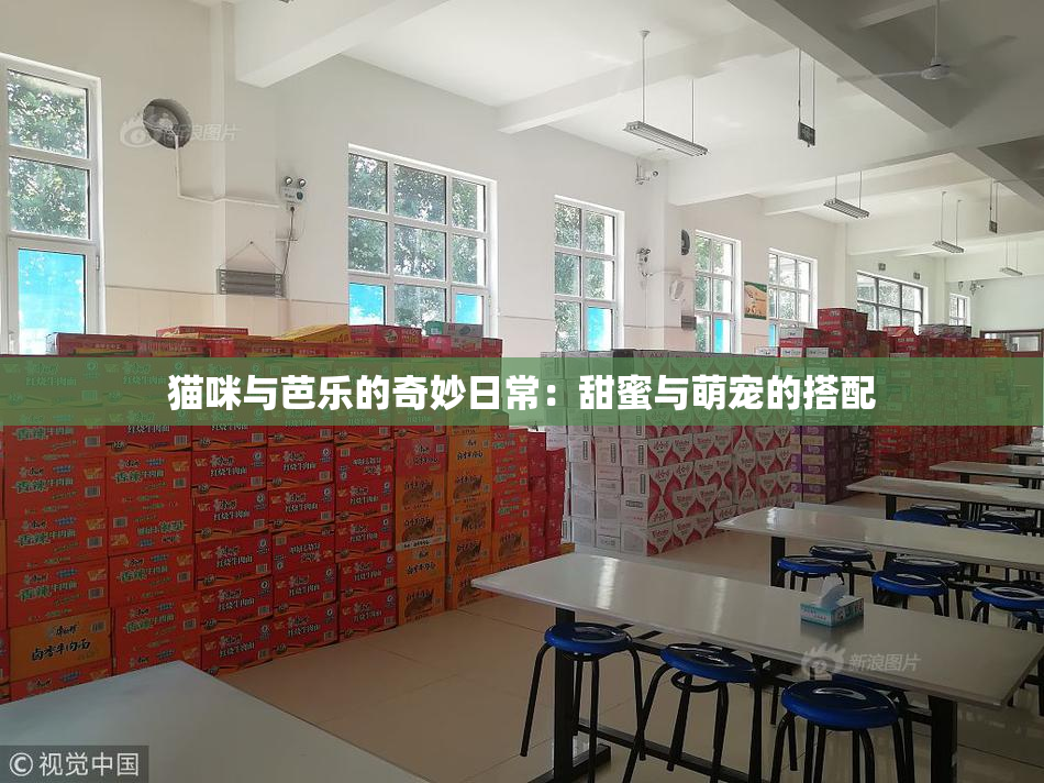 猫咪与芭乐的奇妙日常：甜蜜与萌宠的搭配