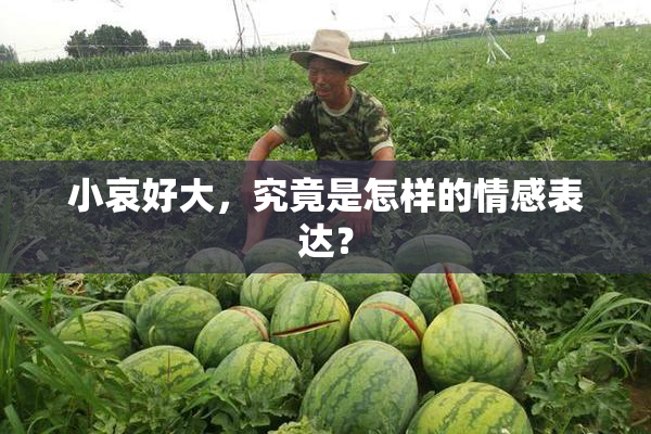 小哀好大，究竟是怎样的情感表达？