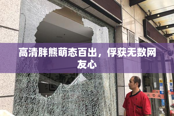 高清胖熊萌态百出，俘获无数网友心