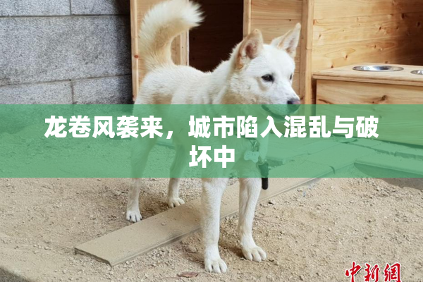 龙卷风袭来，城市陷入混乱与破坏中