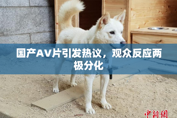 国产AV片引发热议，观众反应两极分化