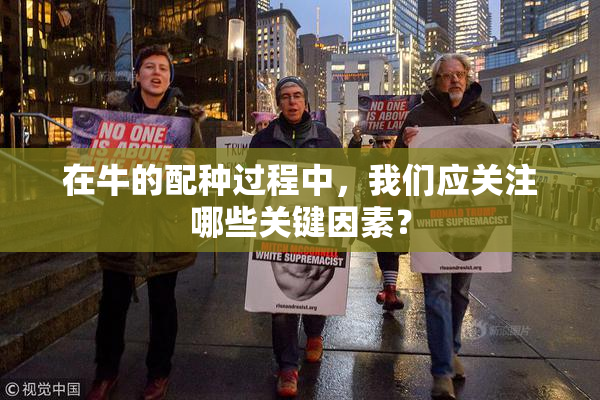 在牛的配种过程中，我们应关注哪些关键因素？