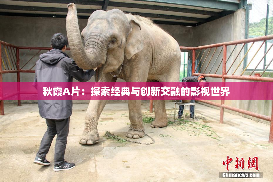 秋霞A片：探索经典与创新交融的影视世界
