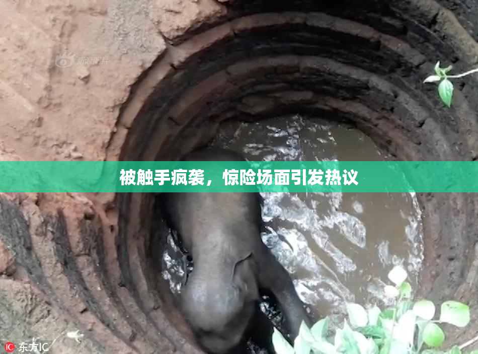 被触手疯袭，惊险场面引发热议