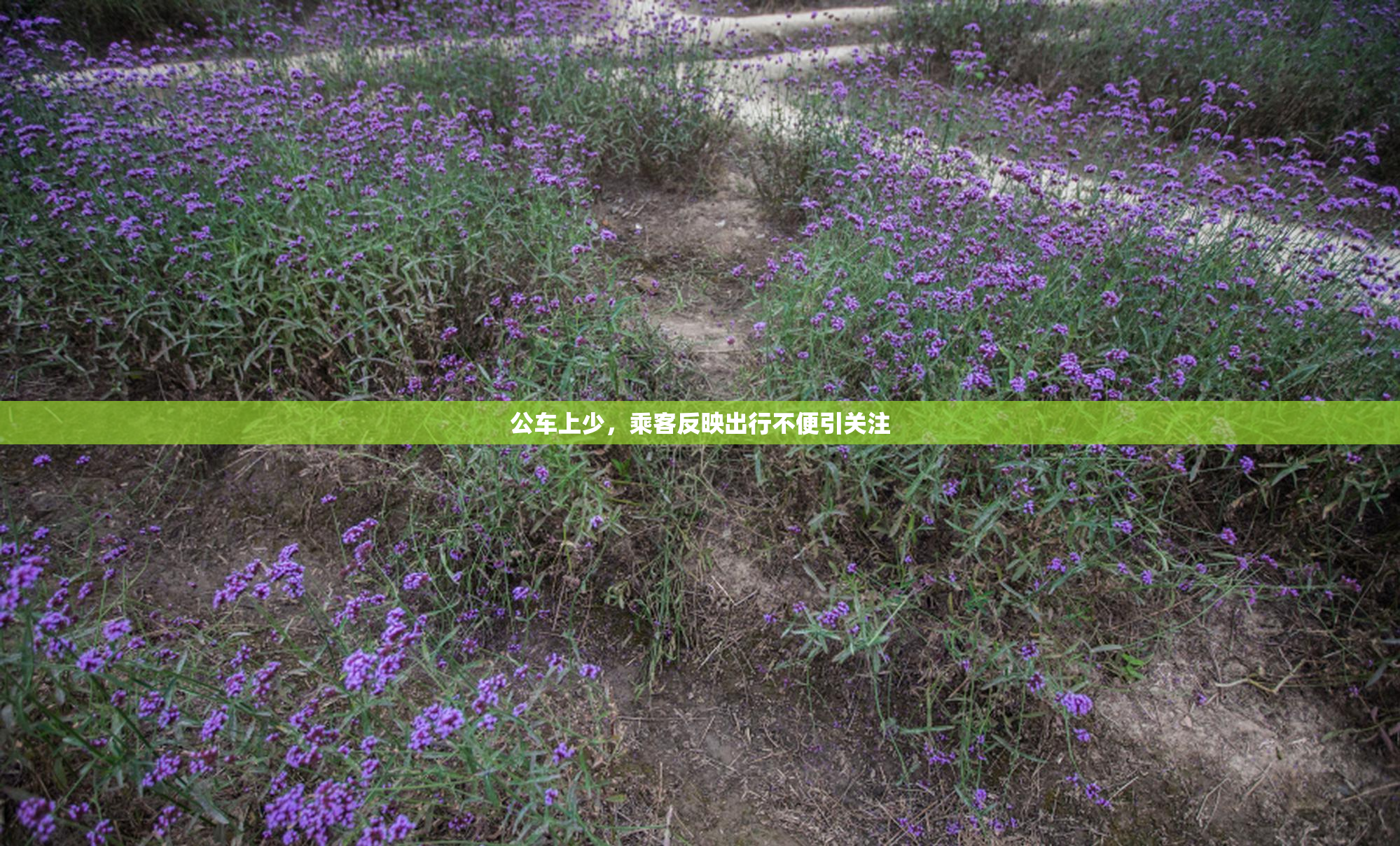 公车上少，乘客反映出行不便引关注