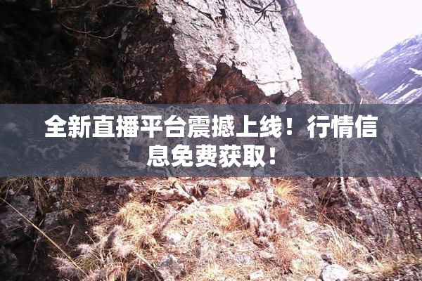 全新直播平台震撼上线！行情信息免费获取！