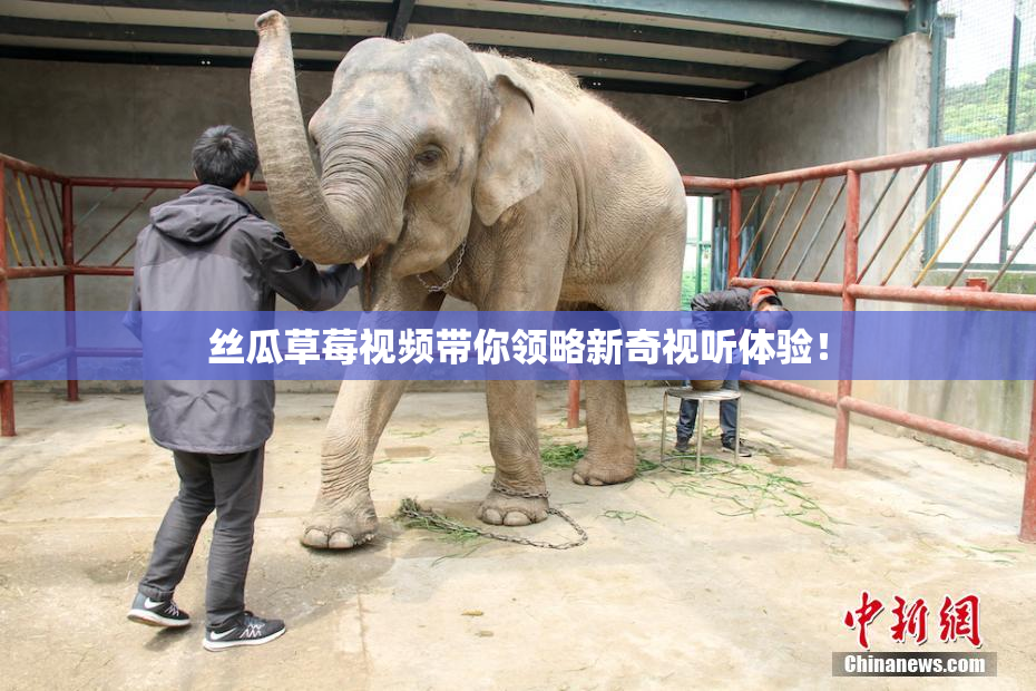 丝瓜草莓视频带你领略新奇视听体验！