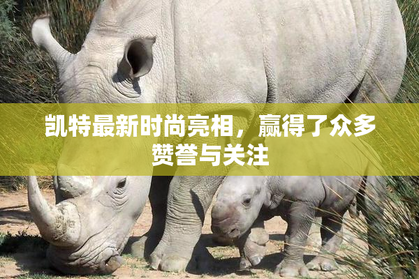 凯特最新时尚亮相，赢得了众多赞誉与关注