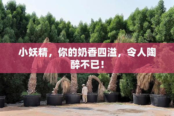 小妖精，你的奶香四溢，令人陶醉不已！