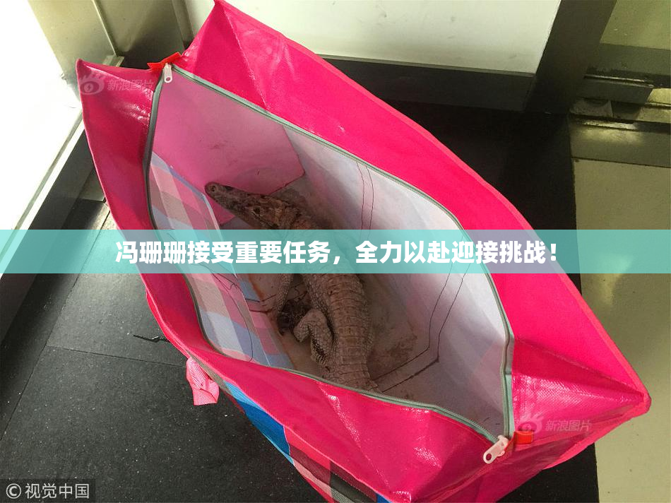 冯珊珊接受重要任务，全力以赴迎接挑战！