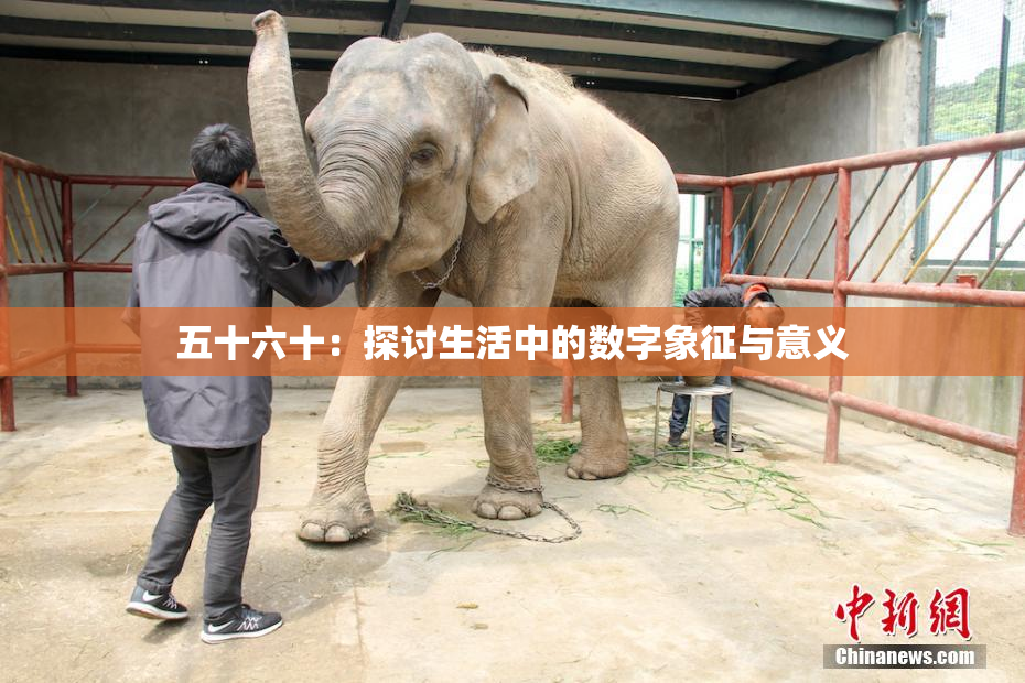 五十六十：探讨生活中的数字象征与意义