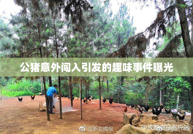 公猪意外闯入引发的趣味事件曝光