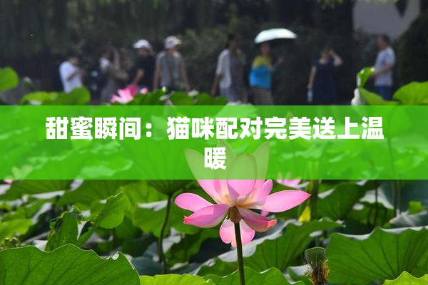 甜蜜瞬间：猫咪配对完美送上温暖