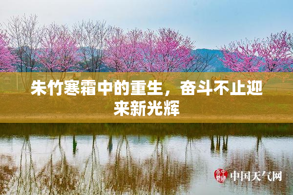 朱竹寒霜中的重生，奋斗不止迎来新光辉