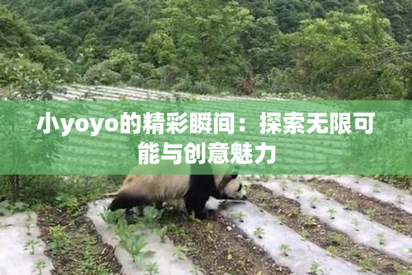 小yoyo的精彩瞬间：探索无限可能与创意魅力