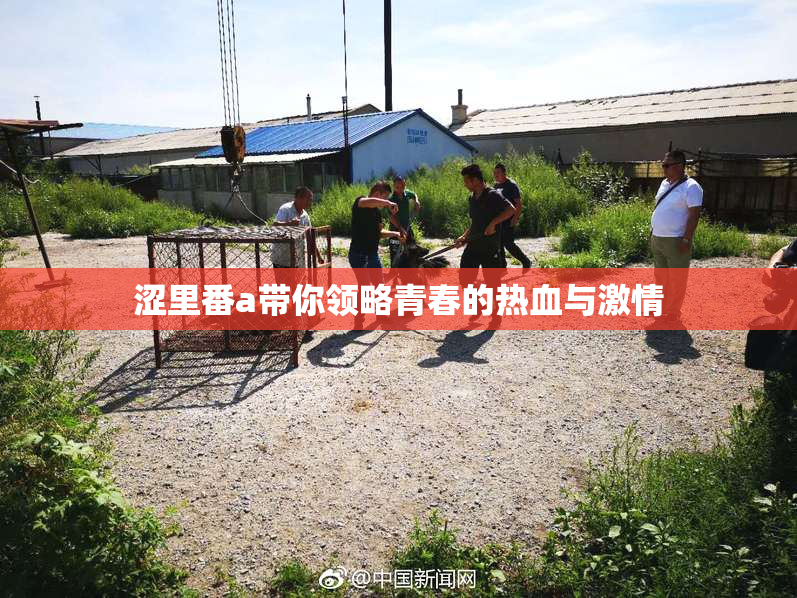涩里番a带你领略青春的热血与激情