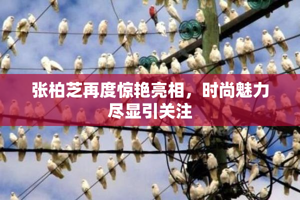 张柏芝再度惊艳亮相，时尚魅力尽显引关注