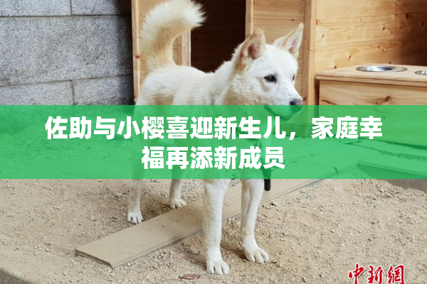 佐助与小樱喜迎新生儿，家庭幸福再添新成员