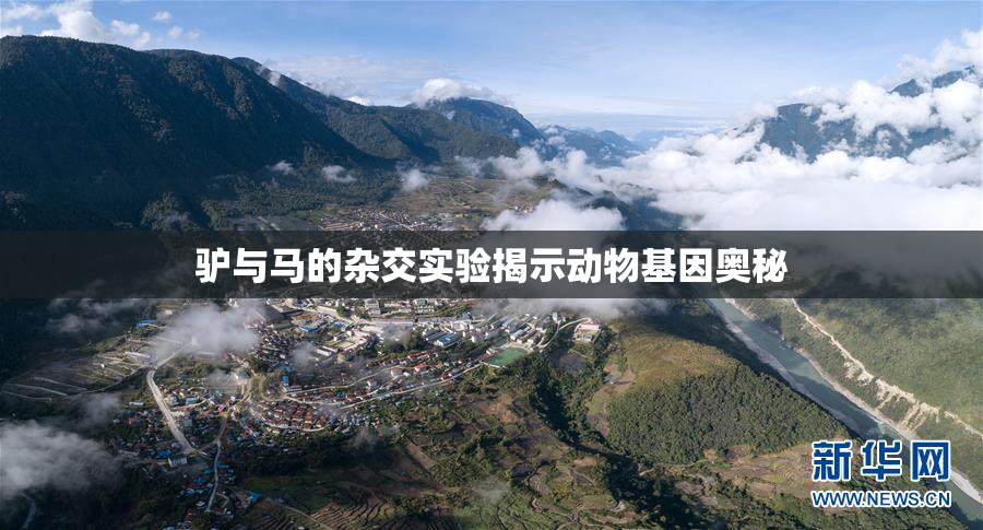 驴与马的杂交实验揭示动物基因奥秘