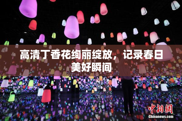 高清丁香花绚丽绽放，记录春日美好瞬间
