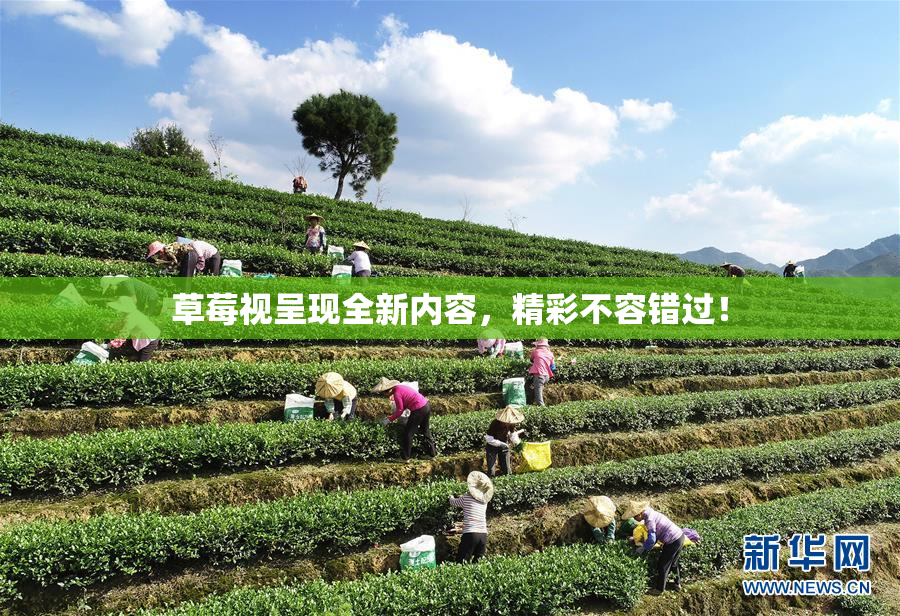 草莓视呈现全新内容，精彩不容错过！