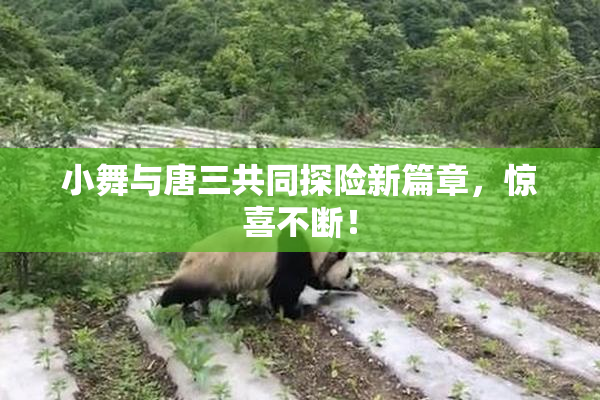 小舞与唐三共同探险新篇章，惊喜不断！