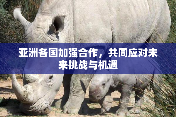 亚洲各国加强合作，共同应对未来挑战与机遇