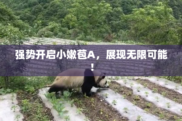 强势开启小嫩苞A，展现无限可能！