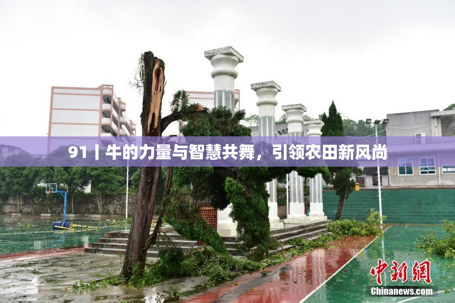 91丨牛的力量与智慧共舞，引领农田新风尚