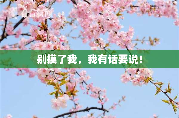 别摸了我，我有话要说！