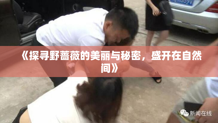 《探寻野蔷薇的美丽与秘密，盛开在自然间》