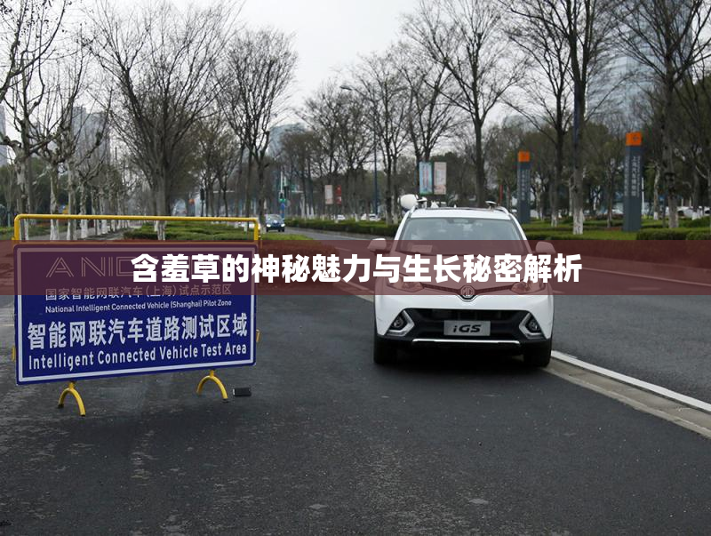 含羞草的神秘魅力与生长秘密解析