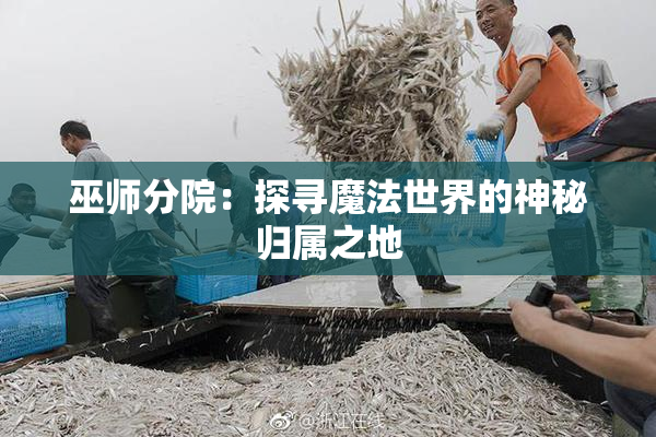 巫师分院：探寻魔法世界的神秘归属之地