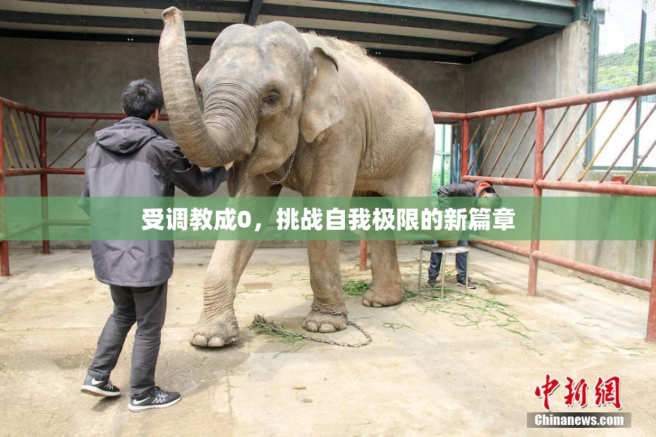 受调教成0，挑战自我极限的新篇章