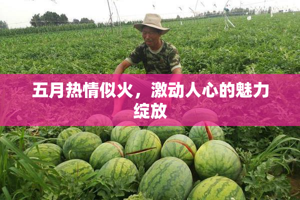 五月热情似火，激动人心的魅力绽放