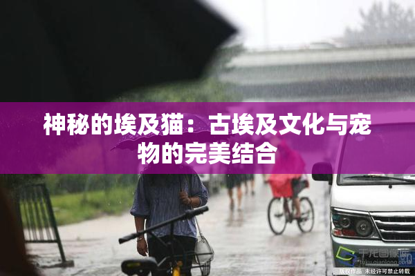 神秘的埃及猫：古埃及文化与宠物的完美结合