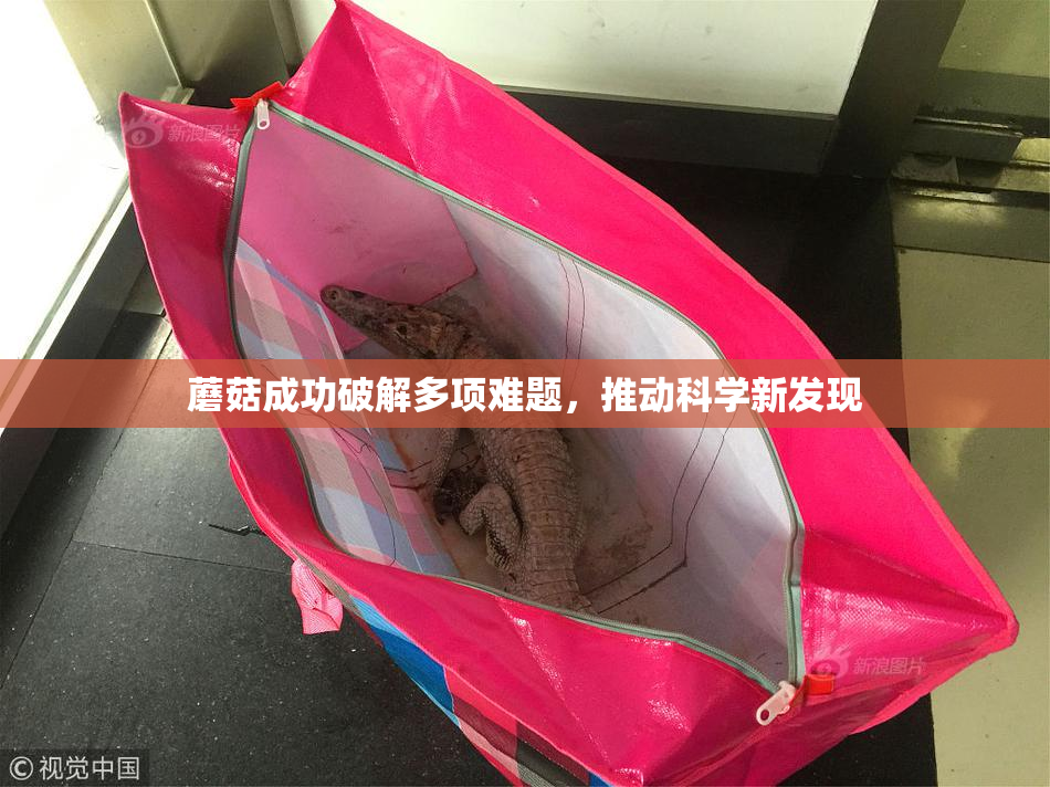 蘑菇成功破解多项难题，推动科学新发现