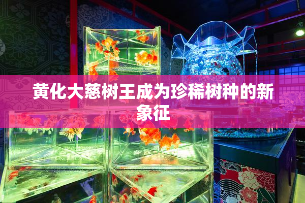 黄化大慈树王成为珍稀树种的新象征