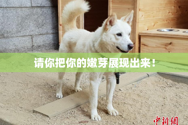 请你把你的嫩芽展现出来！